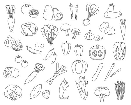 手書きの野菜のイラストのセット／シンプル／おしゃれ／線画