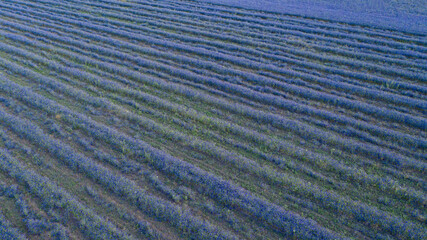 Aerial view of a field of delphinium flowers planted in straight rows for animal feed.