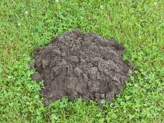 
Mole heap (Talpa europaea) in Hanover, Germany

