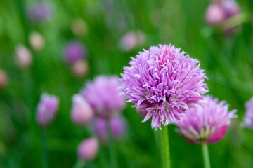 Fototapeta premium flowering onion chives in a garden