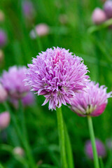 flowering onion chives in a garden
