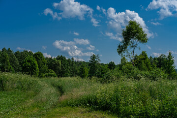 Fototapeta na wymiar Country landscape against the background of tall grass, forest and blue sky with small clouds.