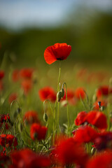Beautiful big red poppy flowers in afternoon sunlight. close up photographed. Soft focus blurred background. Europe Hungary