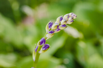 the purple Hosta's are getting ready to bloom!