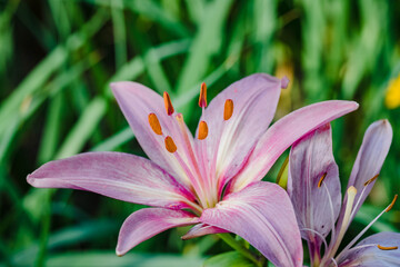 a wide angle view of a pale pink lily at dawn