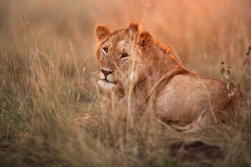 A portrait of Lion in the evening light, Masai Mara