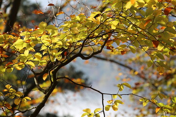 Autumn beech leaves in the sun