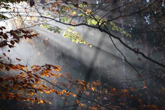 Sun beams in autumn forest © J4NEK