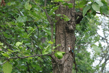 Fototapeta premium a kingfisher at the jungle