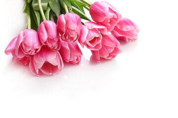 Obraz na płótnie Canvas Pink tulips isolated on white background