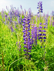 Fototapeta premium Field with blooming purple lupine flowers. Selective focus
