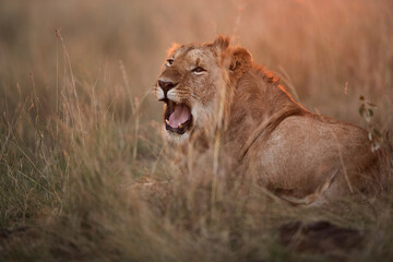 A Lion yawning, photograph taken in the evening hours at Masai Mara
