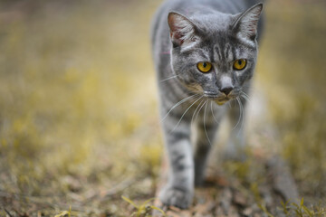 A gray striped cat that is happily strolling in the backyard.