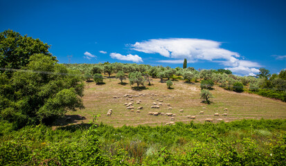 Shepherd and sheep out in the nature for a walk the pastures of Evia. Greece. © Aleksandar Todorovic