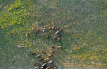 A flock of sheep grazes on a green field, aerial view