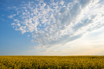 Fototapeta premium Landscape with blooming yellow rapeseed agricultural field and blue clear sky in spring.