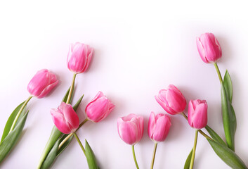 Pink tulips on white background. Top view