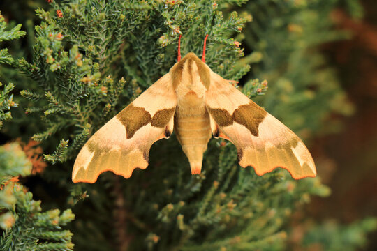 Mimas tiliae butterfly resting on a branch.