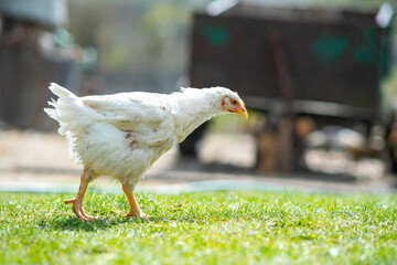 Hen feed on traditional rural barnyard. Close up of chicken standing on barn yard with green grass. Free range poultry farming concept.