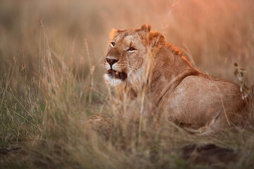 Lion portrait in the evening light, Masai Mara