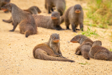 Large family troop of Banded Mongoose (Mungos mungo), Queen Elizabeth National Park, Uganda.