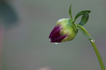 bud of a flower with water drop