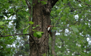 a kingfisher at the jungle