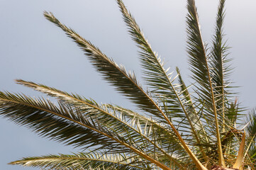 Summertime palm lives