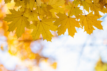 Close up of bright yellow and red maple leaves on fall tree branches with vibrant blurred background in autumn park.