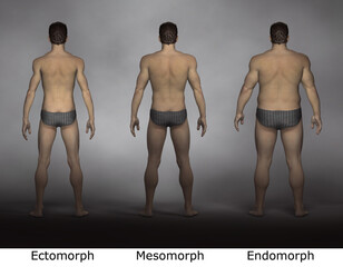3D Rendering : standing male body type illustration : ectomorph (skinny type), mesomorph (muscular type), endomorph (heavy weight type), Back View