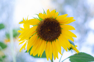 sunflower on blue background
