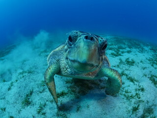 turtle underwater ocean bottom blue water ocean scenery close to camera