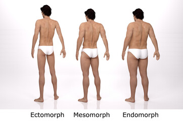 3D Rendering : standing male body type illustration : ectomorph (skinny type), mesomorph (muscular type), endomorph (heavy weight type), Back View