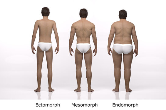 3D Rendering : standing male body type illustration : ectomorph (skinny type), mesomorph (muscular type), endomorph (heavy weight type), Back View