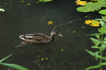 duck in the water