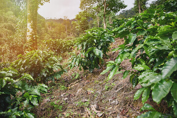 Fototapeta na wymiar Plantation with coffee trees