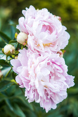 Blush pink peonies with buds