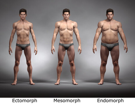 3D Rendering : standing male body type illustration : ectomorph (skinny type),  mesomorph (muscular type), endomorph (heavy weight type),Front View Stock  Illustration
