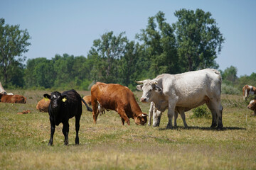A gray cattle grazes in the grass. keeping cattle outdoors. Blue sky with clouds. Europe Hungary