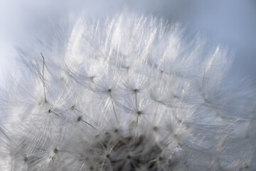Common dandelion fruits. The soft and light silvery fruits vibrate and wave in the wind. Narrow depth of field, only the fruits in front are sharp. Background image