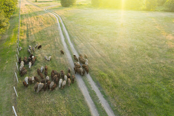 Obraz premium A flock of sheep walks through a green field, aerial view