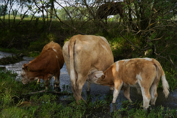 The calf sucks milk from the nipple of the cow's udder. They are in a stream. Keeping cattle outdoors. Europe Hungary