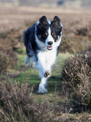 Black and White Collie