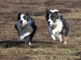 Two Collie Dogs