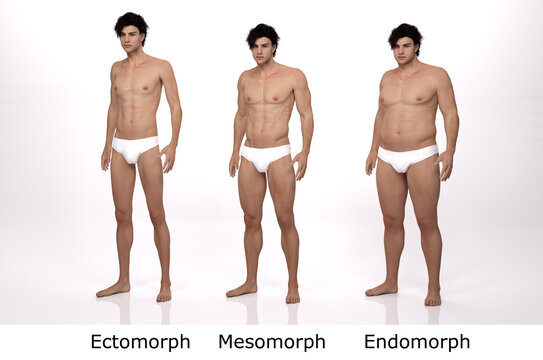 3D Rendering : standing male body type illustration : ectomorph (skinny type), mesomorph (muscular type), endomorph (heavy weight type),Front View