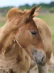 Fototapeta premium Foal Headshot
