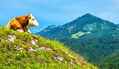 cow at the kranzhorn mountain in austria