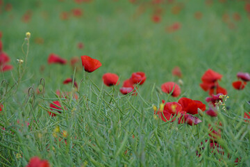 Red poppy flowers in a rapeseed plantation. Rapeseed crop before harvest. Soft focus blurred background. Europe Hungary