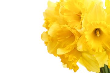 Yellow daffodils isolated on white background