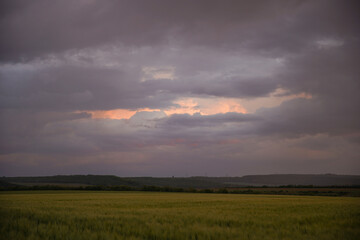 Wheat or barley field under storm cloud. At sunset, the clouds are orange, purple and navy blue. Beautiful landscape.